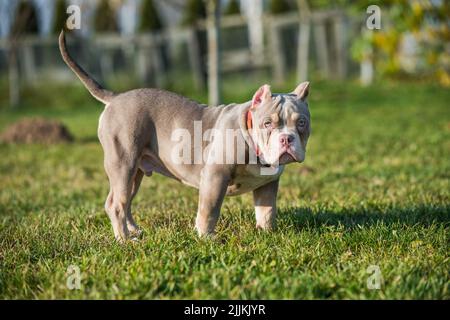 Una tasca Lilac colore maschio American Bully cucciolo cane è a piedi. Foto Stock