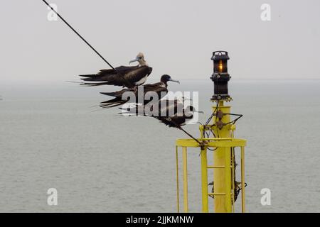 Grandi uccelli seduti su navi mastino. Uccello famiglia seduto su nave albero. Foto Stock