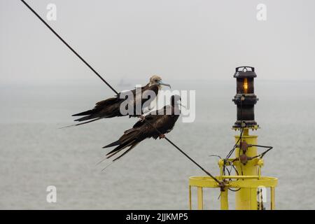 Grandi uccelli seduti su navi mastino. Uccello famiglia seduto su nave albero. Foto Stock