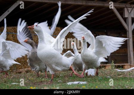 Il gregge di oche domestiche nella fattoria Foto Stock