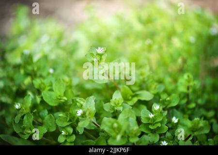 In primavera, Stellaria media cresce in natura. Un gruppo di piante con piccoli fiori bianchi Foto Stock