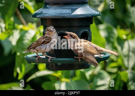 Femmina casa finch che alimenta il suo pulcino a un giardino cortile alimentatore di uccelli. Foto Stock