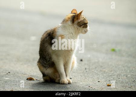 Un gatto randagio seduto su una strada asfaltata su uno sfondo sfocato Foto Stock