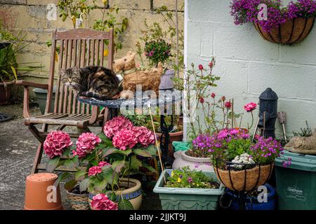 Un gatto seduto su un tavolo in un grazioso giardino circondato da piante in vaso, Tregaron, Ceredigion, Galles Foto Stock