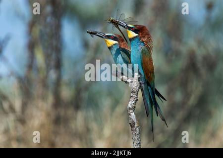 Apicolori di api (Apiaster Merops). Romania Foto Stock