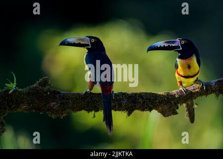 Due aracari Collared (Pteroglossus torquatus) illuminato wihile arroccato su un ramo, Costa Rica Foto Stock