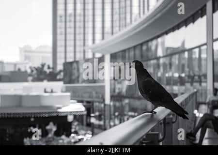 Un colpo bianco e nero di un piccione in piedi su una recinzione di edificio a Las Vegas Foto Stock