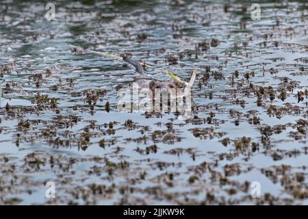 Muskrat (Ondetra zibethicus). Romania Foto Stock