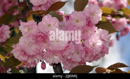 Sakura albero primavera fioritura nei parchi della città di Kiev Foto Stock