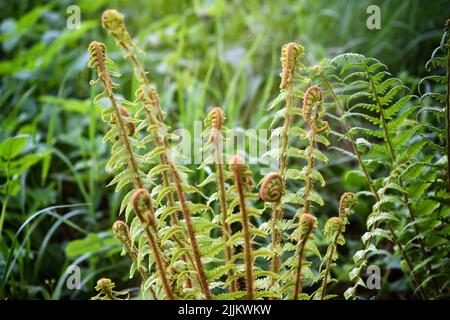 Giovani tiri di Fern maschio comune, Dryopteris filix-mas Foto Stock