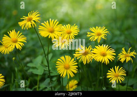 Gruppo di fiori gialli Doronicum nel giardino in primavera in fiore. Messa a fuoco selettiva Foto Stock