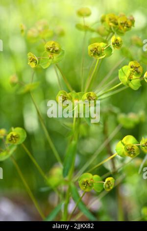 Primo piano dei fiori gialli di Cypress spurge Euphorbia cyparissias. Messa a fuoco soft Foto Stock