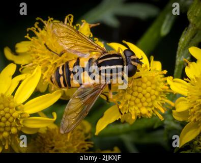 Un grazioso e completamente innocuo, giallo e nero striato hover-fly, che si alimenta da un fiore di Ragwort Foto Stock