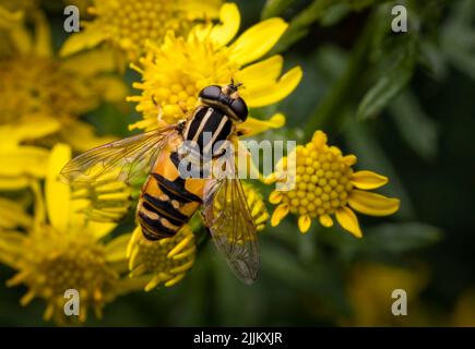 Un grazioso e completamente innocuo, giallo e nero striato hover-fly, che si alimenta da un fiore di Ragwort Foto Stock