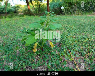 Un closeup Shot di Gokharu Ayurvedic Medicina frutti Foto Foto Stock