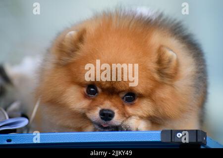 Un piccolo Pomeranian Pomeranian si trova sul tavolo e guarda attentamente avanti. Primo piano. Foto Stock
