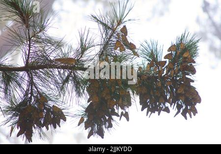 Uno scenario di farfalle monarca raggruppate su un ramo di pino nel Pacific Grove Monarch Sanctuary, California, USA Foto Stock