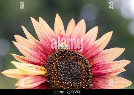 Bumblebee comune del carder, Bombus pascuorum su un girasole, Inghilterra, Regno Unito Foto Stock