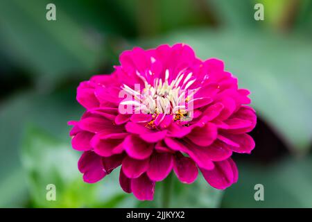 Zinnia elegans, comune Zinnia fiore viola closeup, Regno Unito Foto Stock