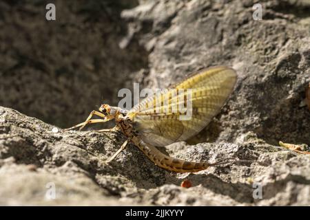 Primo piano di un'Ephemera vulgata che cammina su una superficie rocciosa. Foto Stock