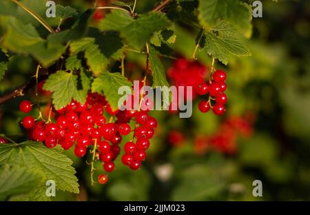 Macroscopio di frutti rossi maturi di ribes. Foto Stock