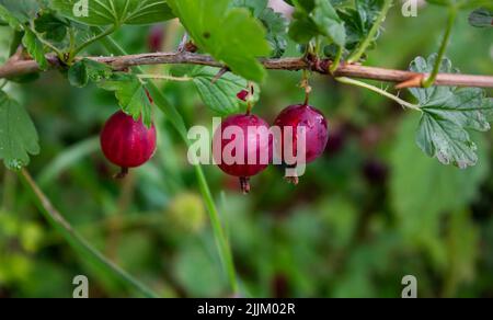 Tre mirtilli rossi su sfondo verde su un macro shot di una giornata estiva. Bacche rosse appendono su un ramo di un bush di uva spina primo piano in summ Foto Stock