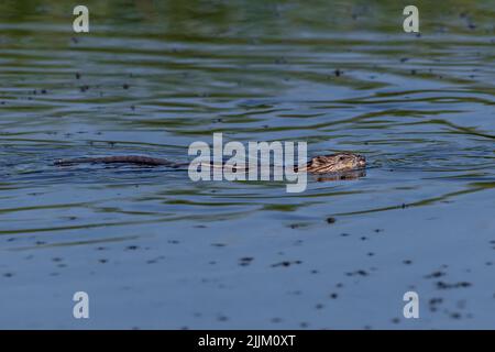 Ondetra zibethicus, Muskrat. Romania Foto Stock