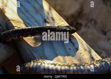 Un primo piano di un piccolo python su una superficie di cemento Foto Stock
