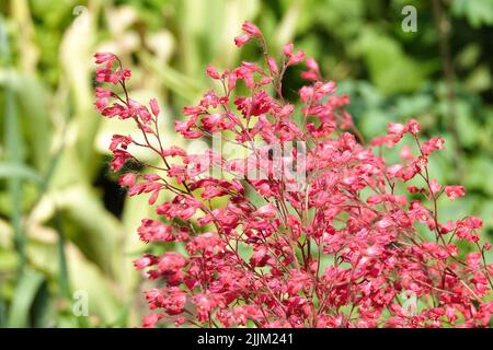 Geicher fiori sangue rosso primo piano bello e delicato Foto Stock