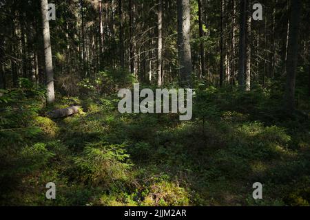 Misterioso percorso pieno di radici nel mezzo di legno conifere forrest, circondato da cespugli verdi e foglie e felci - stock foto Foto Stock