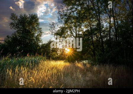 Il sole che tramonta getta una luce dorata attraverso le cime degli alberi sul prato. Foto Stock