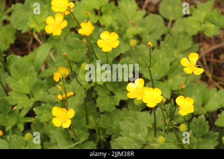 Un primo colpo di fiori striscianti della tazza del burattino Foto Stock