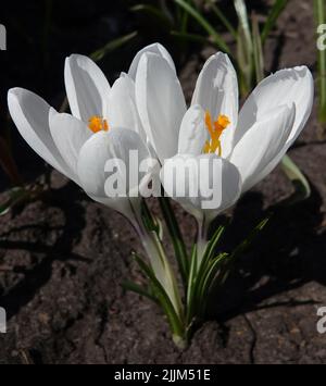 Semina fiori di zafferano in primavera con colori diversi Foto Stock