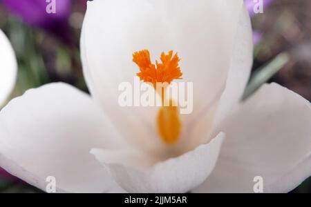 Zafferano semina fiori in primavera con colori diversi Foto Stock