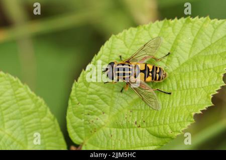 Il calciatore Hoverfly, il pendolo di Helophilus, poggiato su una foglia. Foto Stock