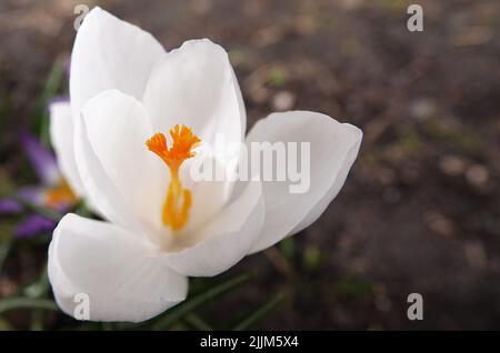 Zafferano semina fiori in primavera con colori diversi Foto Stock