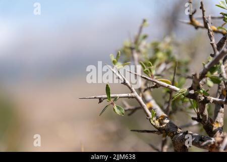 Il bellissimo primo piano di fuoco selettivo sparato di un ramo di pianta con piccole foglie Foto Stock