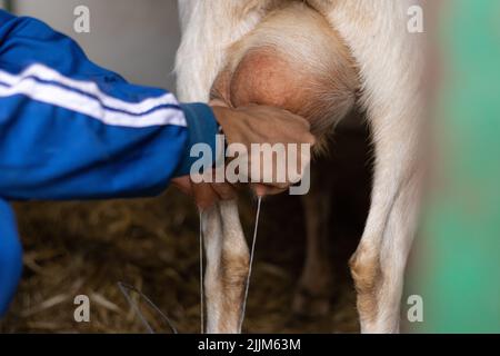 Il colpo di primo piano di mani che mungono una capra Foto Stock