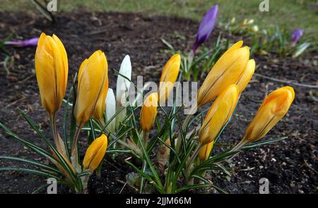 Fiori Saffron semina ancora in germogli in primavera Foto Stock