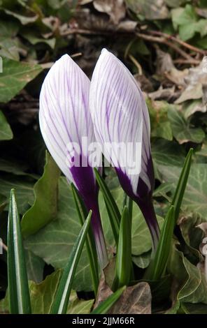 Fiori Saffron semina ancora in germogli in primavera Foto Stock