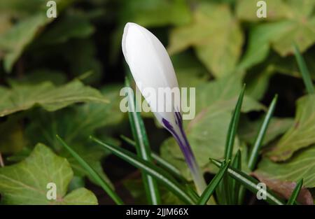 Fiori Saffron semina ancora in germogli in primavera Foto Stock