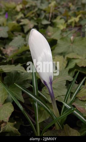 Fiori Saffron semina ancora in germogli in primavera Foto Stock