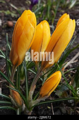 Fiori Saffron semina ancora in germogli in primavera Foto Stock