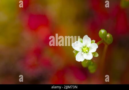 Fiore bianco parte dell'Inflorescense di un'oblunga sundew Leaved, Drosera intermedia, New Forest UK Foto Stock