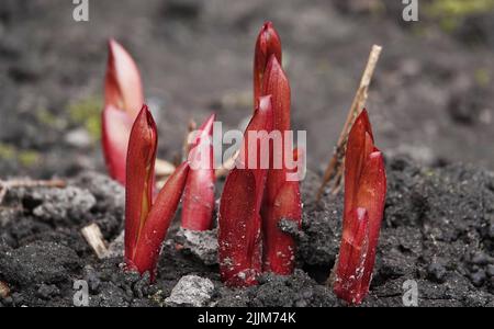 Germogli di peonia rossa all'inizio della primavera Foto Stock