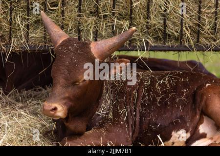 Il bestiame di Watussi riposa sui paddock. Animali da fattoria africani. Foto scattata in una giornata di sole, luce naturale. Foto Stock