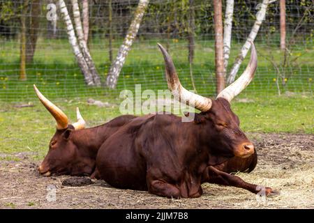 Il bestiame di Watussi riposa sui paddock. Animali da fattoria africani. Foto scattata in una giornata di sole, luce naturale. Foto Stock