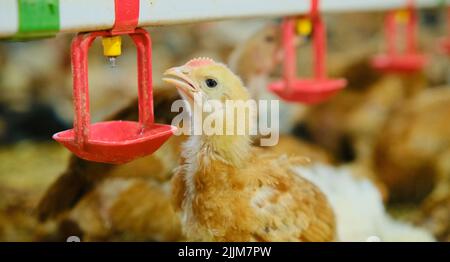 Primo piano pollame polli bere acqua da capezzolo bevitore in azienda agricola industriale Foto Stock