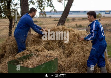 Il bellissimo colpo di contadini che raccolgono e puliscono la paglia dalla fattoria e dal cortile Foto Stock