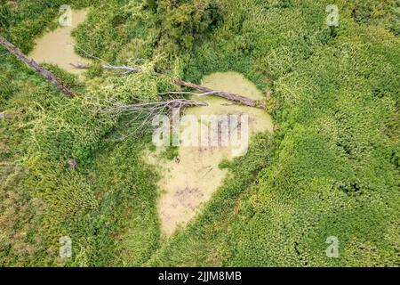 Un piccolo stagno, vicino al fiume Bug in Polonia vicino al villaggio di Szumin nel distretto amministrativo di Gmina Lochow, all'interno della contea di Wegrow Foto Stock